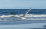 Laughing gull. Immature in flight. Waiotahi Beach, Bay of Plenty, December 2016. Image © Alan Tennyson by Alan Tennyson.