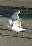 Laughing gull. Immature taking off by red-billed gull. Waiotahi Beach, Bay of Plenty, December 2016. Image © Alan Tennyson by Alan Tennyson.