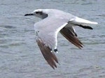 Laughing gull. Immature in flight. Waiotahi River estuary, December 2016. Image © David Riddell by David Riddell.