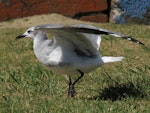 Laughing gull. Immature about to take flight. Opotiki Wharf, January 2017. Image © Scott Brooks (ourspot) by Scott Brooks.