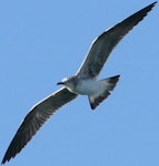 Laughing gull. Immature in flight (first record from Palau). Palau, February 2016. Image © Glenn McKinlay by Glenn McKinlay.