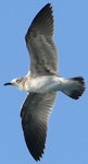 Laughing gull. Immature in flight (first record from Palau). Palau, February 2016. Image © Glenn McKinlay by Glenn McKinlay.