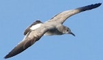 Laughing gull. Immature in flight (first record from Palau). Palau, February 2016. Image © Glenn McKinlay by Glenn McKinlay.