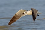 Laughing gull. Non-breeder in flight. Bahia la Ventosa, Mexico, March 2015. Image © Nigel Voaden by Nigel Voaden.