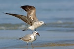 Laughing gull. Juvenile in flight. Bahia la Ventosa, Mexico, March 2015. Image © Nigel Voaden by Nigel Voaden.