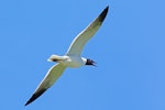 Laughing gull. Breeding adult in flight. La Paz, Mexico, May 2015. Image © Nigel Voaden by Nigel Voaden.