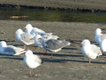 Laughing gull. Immature with red-billed gulls. Waiotahi Beach, Bay of Plenty, December 2016. Image © Alan Tennyson by Alan Tennyson.