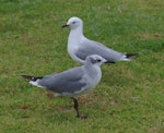 Laughing gull. Immature in front of immature red-billed gull. Opotiki, January 2017. Image © Colin Miskelly by Colin Miskelly.