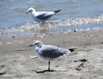 Laughing gull. Immature, with adult red-billed gull behind. Waiotahi River estuary, December 2016. Image © David Riddell by David Riddell.