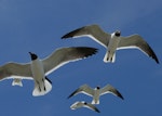 Laughing gull. Breeding adults in flight. Texas, April 2016. Image © Peter Moore by Peter Moore.