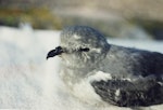 Kerguelen petrel. Adult. Hamilton, September 1995. Image © Paul Cuming by Paul Cuming.