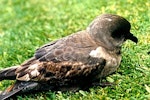 Kerguelen petrel. Adult. Whakatane, September 1999. Image © Rosemary Tully by Rosemary Tully.