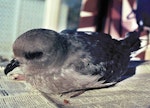 Kerguelen petrel. Sick bird. Waikanae, September 1982. Image © Alan Tennyson by Alan Tennyson.