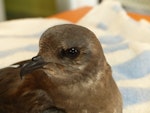 Kerguelen petrel. Bird in care. Bird Rescue Auckland, June 2016. Image © Mel Galbraith by Mel Galbraith.