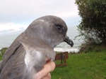 Kerguelen petrel. Stormcast bird. Found south of Havelock, Marlborough, May 2016. Image © Phil Clerke by Phil Clerke.