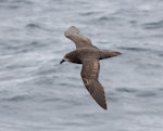 Grey-faced petrel | Ōi. In flight, dorsal. Off Wollongong, New South Wales, Australia, December 2006. Image © Brook Whylie by Brook Whylie.