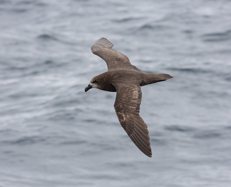 Grey-faced petrel | Ōi. In flight, dorsal. Off Wollongong, New South Wales, Australia, December 2006. Image © Brook Whylie by Brook Whylie.