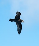 Grey-faced petrel | Ōi. Ventral view, in flight. Three Kings pelagic, March 2019. Image © Les Feasey by Les Feasey.