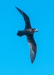 Grey-faced petrel | Ōi. In flight, ventral view. Three Kings pelagic, March 2019. Image © Les Feasey by Les Feasey.