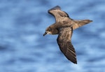 Grey-faced petrel | Ōi. Adult in flight. Port MacDonnell pelagic, South Australia, March 2017. Image © Craig Greer by Craig Greer.