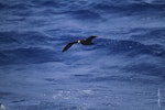 Grey-faced petrel | Ōi. Adult in flight. At sea off Whangaroa Harbour, Northland, January 2011. Image © Jenny Atkins by Jenny Atkins.