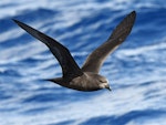 Grey-faced petrel | Ōi. Adult in flight. South of the Kermadec Islands, April 2021. Image © Scott Brooks, www.thepetrelstation.nz by Scott Brooks.