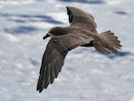 Grey-faced petrel | Ōi. Adult in flight. South of the Kermadec Islands, April 2021. Image © Scott Brooks (ourspot) by Scott Brooks.