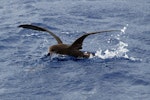 Grey-faced petrel | Ōi. Adult on water. Pacific Ocean, March 2009. Image © Nigel Voaden by Nigel Voaden.