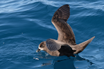 Grey-faced petrel | Ōi. Adult feeding. Whangaroa pelagic, December 2013. Image © Les Feasey by Les Feasey.