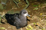 Grey-faced petrel | Ōi. Breeding adult outside burrow showing head. Burgess Island, Mokohinau Islands, January 1990. Image © Terry Greene by Terry Greene.