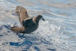 Grey-faced petrel | Ōi. Adult on water. Off-shore, Lord Howe Island, February 2017. Image © Mark Lethlean by Mark Lethlean.