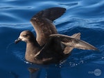 Grey-faced petrel | Ōi. Adult with wings raised. Tutukaka Pelagic out past Poor Knights Islands, October 2020. Image © Scott Brooks, www.thepetrelstation.nz by Scott Brooks.