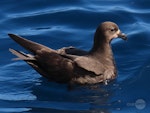 Grey-faced petrel | Ōi. Adult swimming. Tutukaka Pelagic out past Poor Knights Islands, October 2020. Image © Scott Brooks (ourspot) by Scott Brooks.