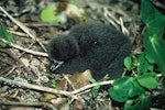 Grey-faced petrel | Ōi. Chick. Lady Alice Island, Hen and Chicken Islands. Image © Department of Conservation (image ref: 10023965) by Mike Aviss, Department of Conservation.