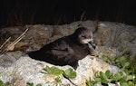 Grey-faced petrel | Ōi. Breeding adult outside burrow. Burgess Island, Mokohinau Islands, January 1990. Image © Terry Greene by Terry Greene.