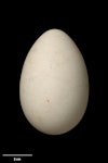 Grey-faced petrel | Ōi. Egg 71.4 x 47.1 mm (NMNZ OR.006853, collected by Captain John Bollons). Cuvier Island, July 1902. Image © Te Papa by Jean-Claude Stahl.