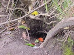 Grey-faced petrel | Ōi. Burrow entrance. Cliffs overlooking Ohope (west end), November 2000. Image © Rosemary Tully by Rosemary Tully.