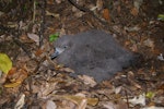 Grey-faced petrel | Ōi. Chick. Taranga / Hen Island, December 2010. Image © Colin Miskelly by Colin Miskelly.