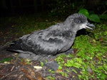 Grey-faced petrel | Ōi. Chick near to fledging. Ihumoana Island, Bethells Beach, December 2011. Image © Alan Tennyson by Alan Tennyson.