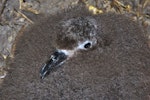 Grey-faced petrel | Ōi. Close view of chick. Mount Maunganui, October 2010. Image © Raewyn Adams by Raewyn Adams.