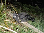 Grey-faced petrel | Ōi. Chick nearly ready to fledge. Rapanui petrel colony, December 2012. Image © Joke Baars by Joke Baars.