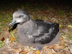 Grey-faced petrel | Ōi. Chick near fledging. Bethells Beach, December 2004. Image © Graeme Taylor by Graeme Taylor.