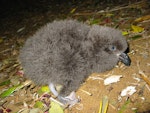 Grey-faced petrel | Ōi. Chick. Bethells Beach, August 2002. Image © Graeme Taylor by Graeme Taylor.