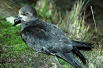 Grey-faced petrel | Ōi. Adult showing folded wings. Moutohora (Whale Island), Bay of Plenty, August 1978. Image © Department of Conservation (image ref: 10038589) by Roger Slack, Department of Conservation.