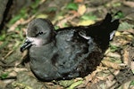 Grey-faced petrel | Ōi. Adult on ground. Double Island, Mercury Islands, January 1988. Image © Department of Conservation (image ref: 10038588) by Graeme Taylor, Department of Conservation.