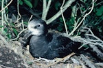 Grey-faced petrel | Ōi. Adult on ground. Stanley Island, Mercury Islands, July 1987. Image © Alan Tennyson by Alan Tennyson.