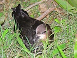 Grey-faced petrel | Ōi. Adult on nesting ground. Rapanui petrel colony, September 2010. Image © Peter Frost by Peter Frost.