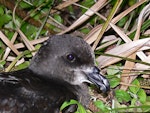 Grey-faced petrel | Ōi. Close view of adult head. Rapanui petrel colony, May 2011. Image © Peter Frost by Peter Frost.