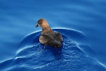 Grey-faced petrel | Ōi. Swimming. Pacific Ocean, March 2009. Image © Nigel Voaden by Nigel Voaden.