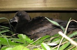 Grey-faced petrel | Ōi. Adult sitting next to boardwalk. Rapanui petrel colony, May 2012. Image © Koos Baars by Koos Baars.